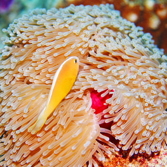 seychellerne - seychellerne_anemonefisk_01