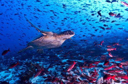 galapagos_skildpadde_17