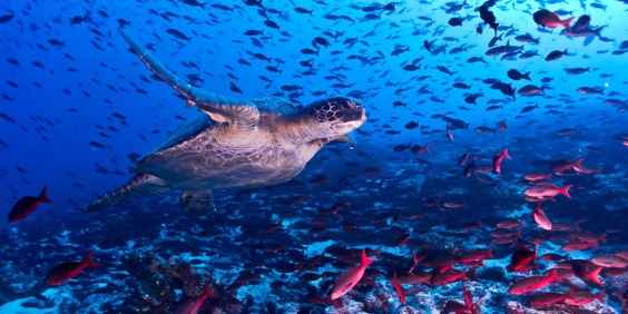 galapagos_skildpadde_17