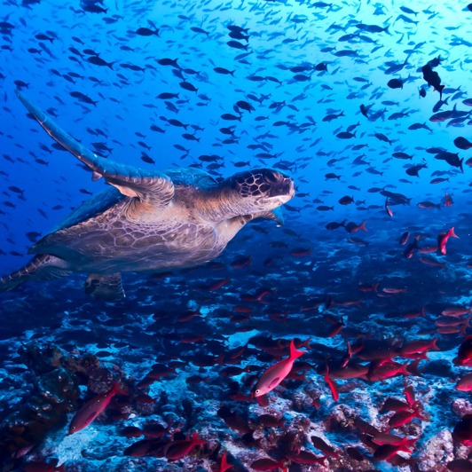 galapagos_skildpadde_17