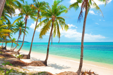 Koh Samui har mange finde hvide sandstrande. 