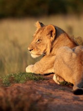 sydafrika - sydafrika_natur_loeve_01