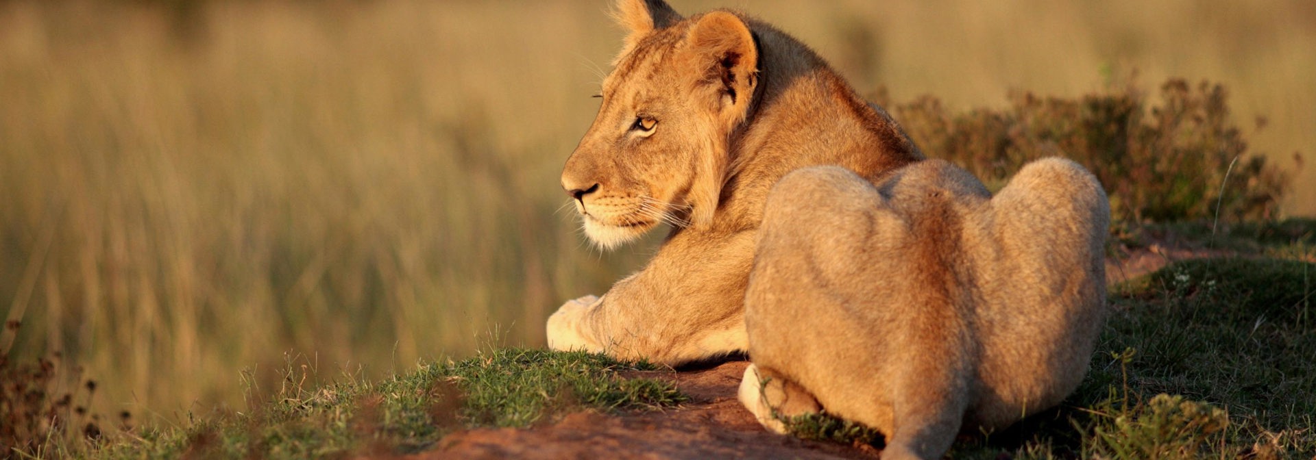 sydafrika - sydafrika_natur_loeve_01