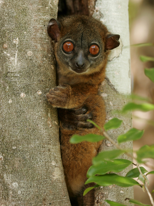 Northern Sportive Lemur Nordlige Lepi Lemur