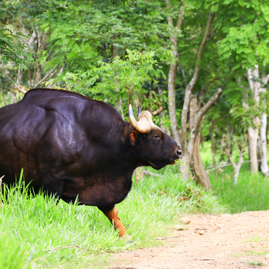 Hua Hin Kui Buri Nationalpark Dyr I Det Fri