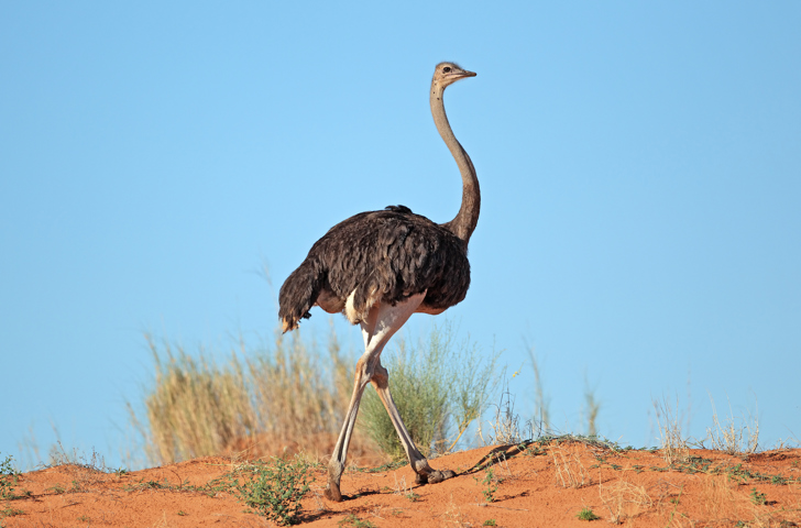 kalahari_oerken_struds_01