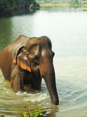 laos - elephant conservation center _03