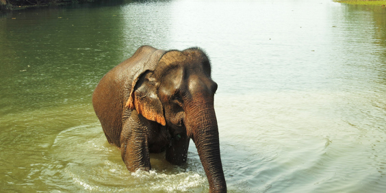 laos - elephant conservation center _03