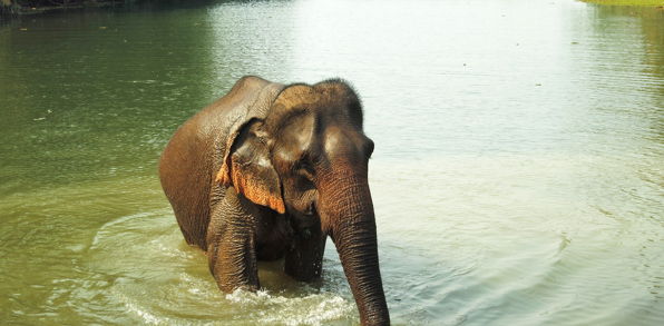 laos - elephant conservation center _03