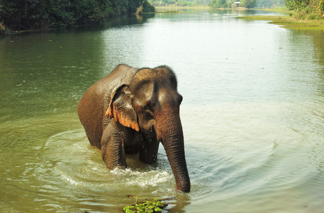 laos - elephant conservation center _03