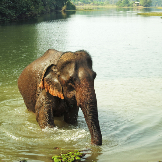 laos - elephant conservation center _03