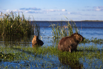 Argentina Esteros Del Ibera Capybara 1175806493