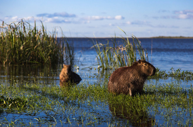 Argentina Esteros Del Ibera Capybara 1175806493