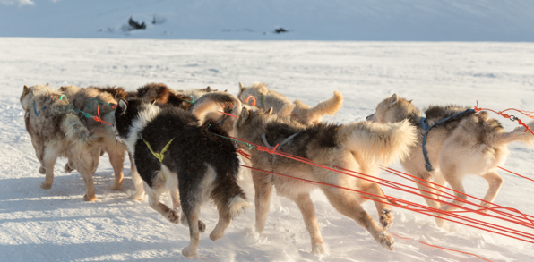 Ilulissat Hundeslaede 295452788