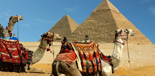 egypten - kameler pyramider