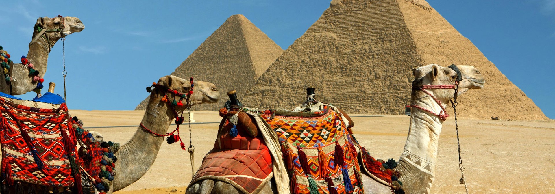 egypten - kameler pyramider