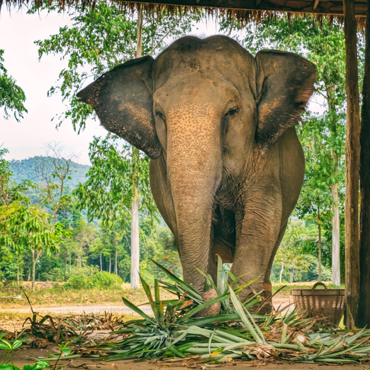thailand - koh chang_elefant_01