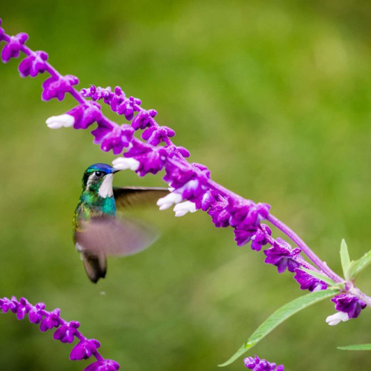 costa rica - san gerardo zipline_06