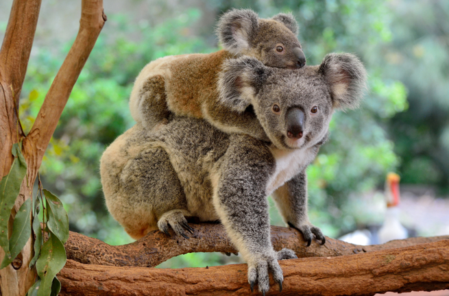 Koala 05