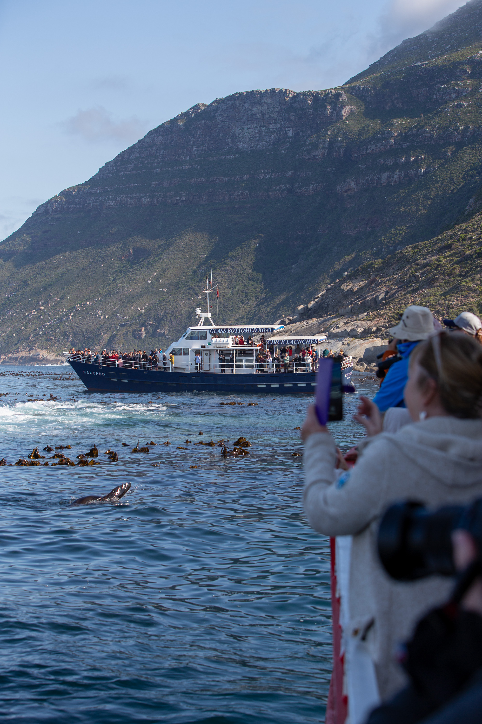 Sydafrika 2025 Cape Town 0864 Whale safari