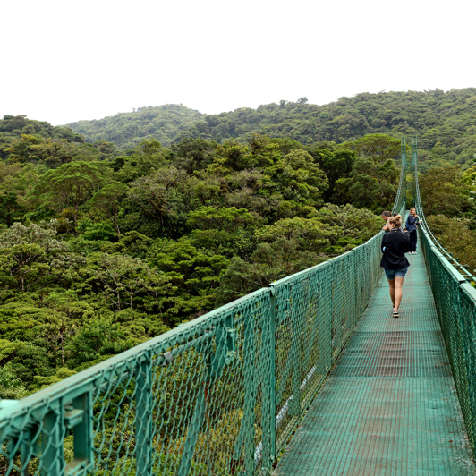 costa rica - monteverde_jungle_haengende_bro_03
