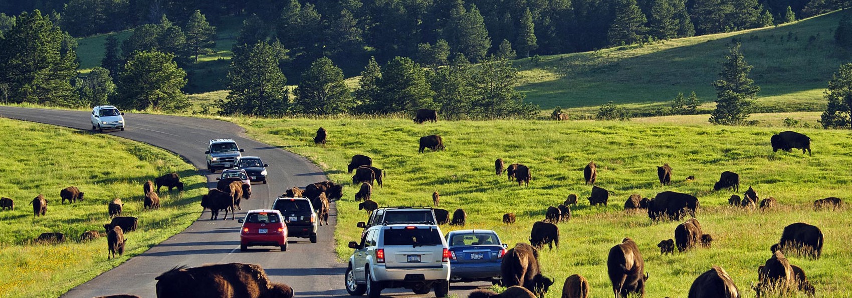 usa - custer state park_bison_04