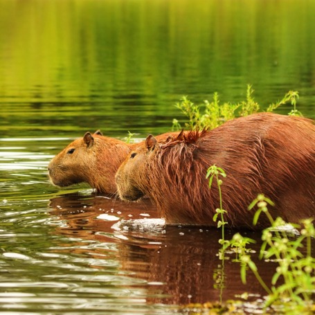 brasilien - pantanal_dyr_odder_02