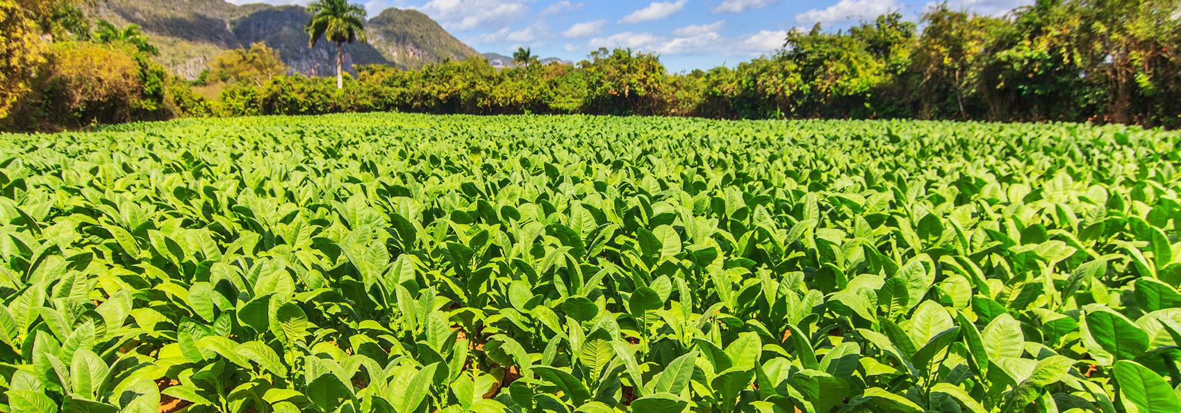 cuba - vinales_mark_udsigt_landskab_01