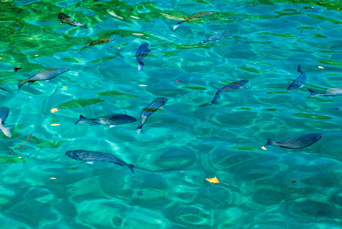 cuba - playa_giron_06