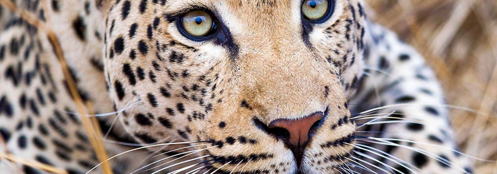 sydafrika - sydafrika_natur_leopard_02_HF