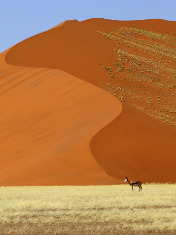 Namib oerken_antilope_02