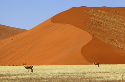 Namib oerken_antilope_02