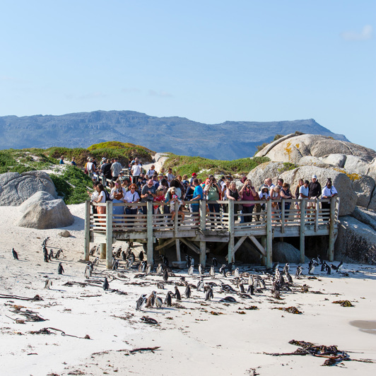 Sydafrika 2025 Cape Town 1060 penguin watching
