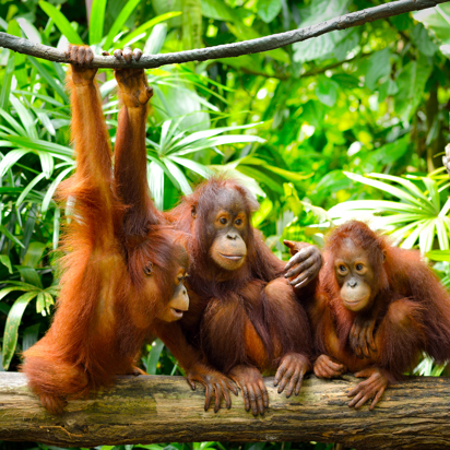 borneo_orangutang_07