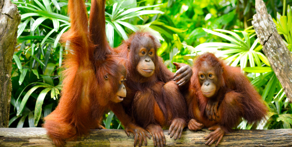 borneo_orangutang_07