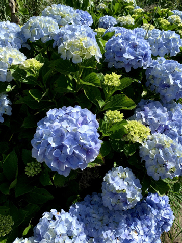 Azorerne_hortensia_03_hf
