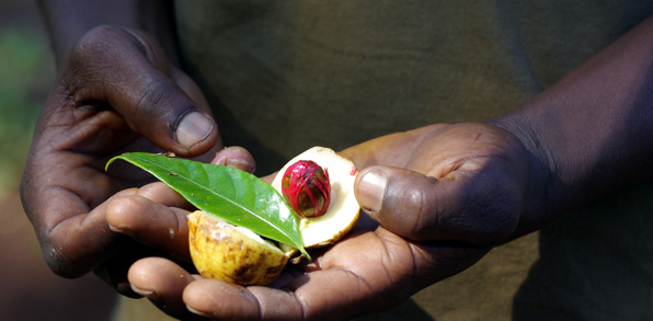 zanzibar_krydderi plantage_03