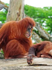 malaysia/borneo - borneo_orangutang_03