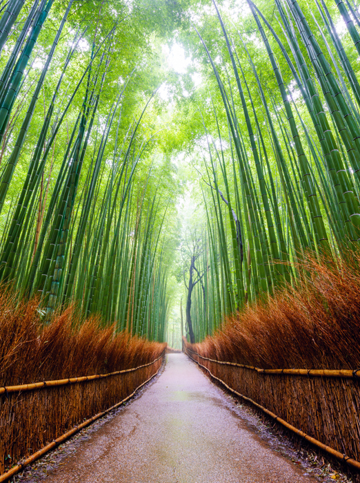 Kyoto Arashiyama Skov As 82534260