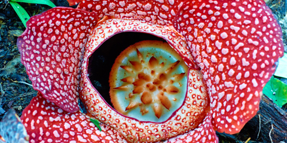 malaysia - Belum national park_rafflesia blomst_01