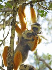 lemur_andasibe mantadia national park_01