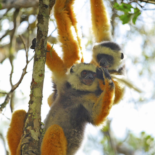 Lemurer i Andasibe