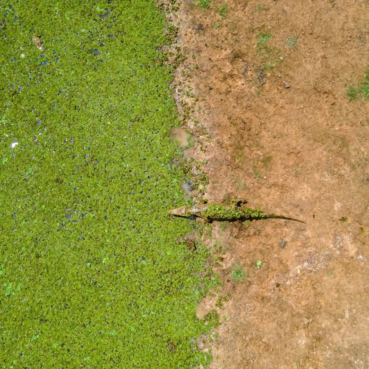 Colombia Casanare Hato La Aurora Aerial Shot Caiman