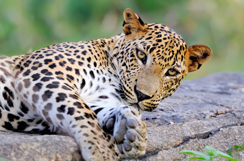 sri lanka - minneriya nationalpark_leopard_02