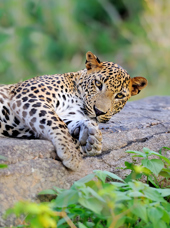sri lanka - minneriya nationalpark_leopard_02