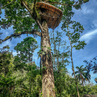 Canopy Nest