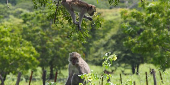 Java Baluran National Park Abe 2185713249