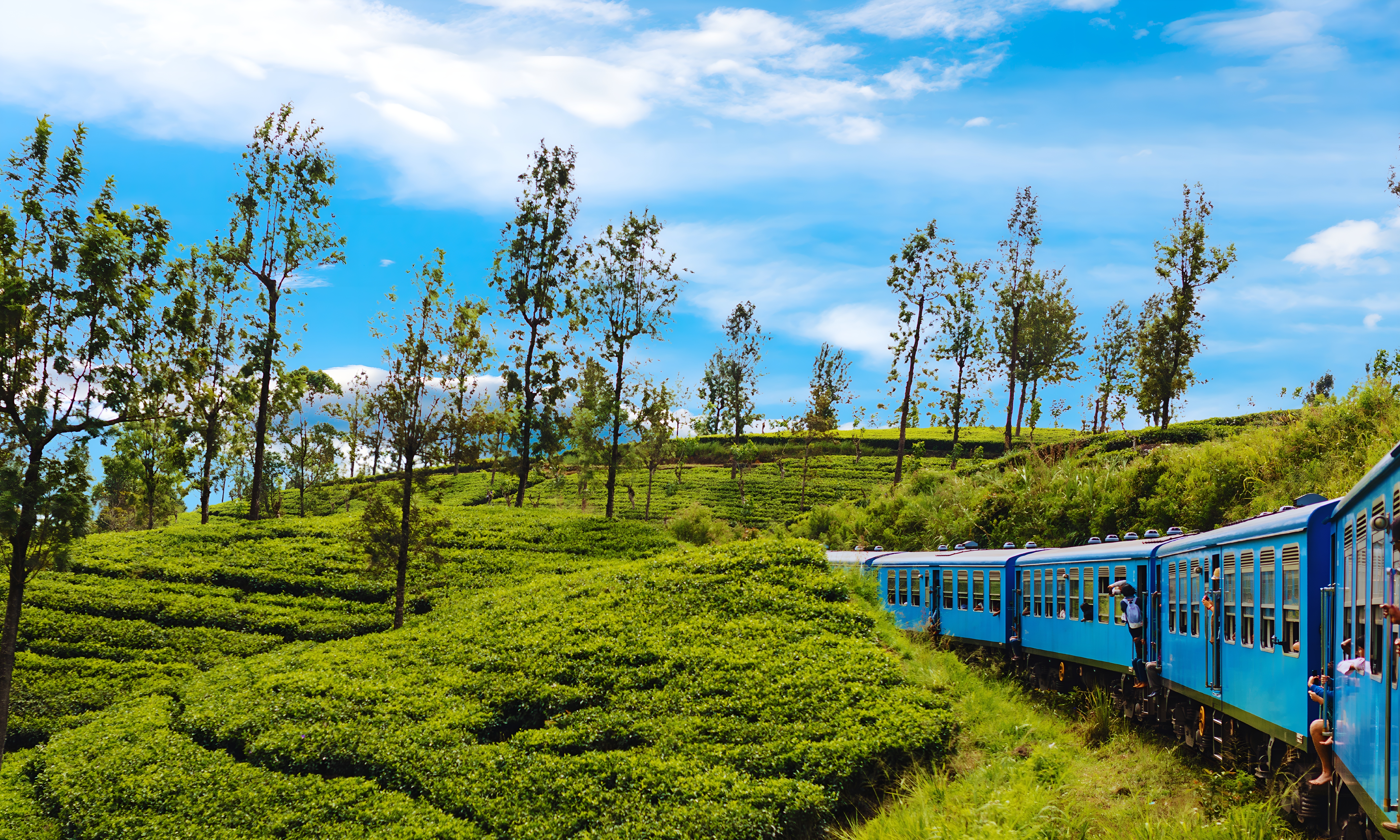 Tog Tur Gennem Teplantager I Kandy