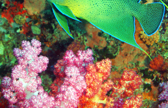 seychellerne - seychellerne_angle fish_01