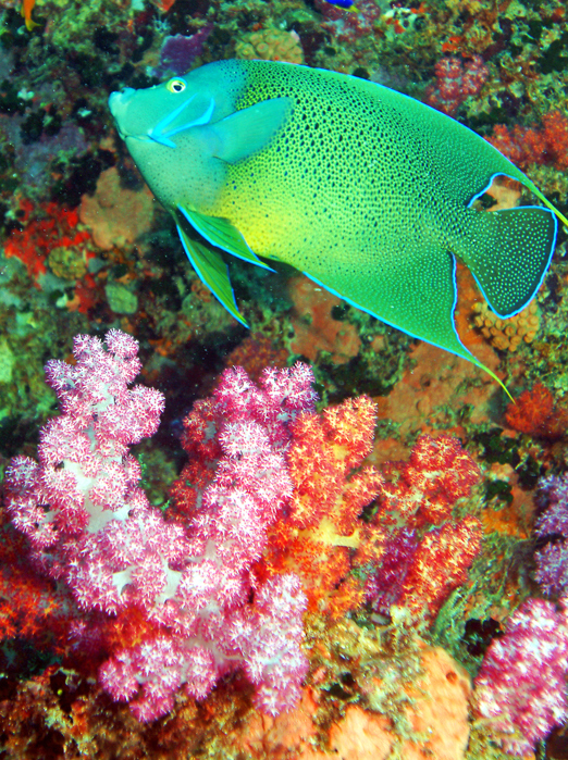 seychellerne - seychellerne_angle fish_01